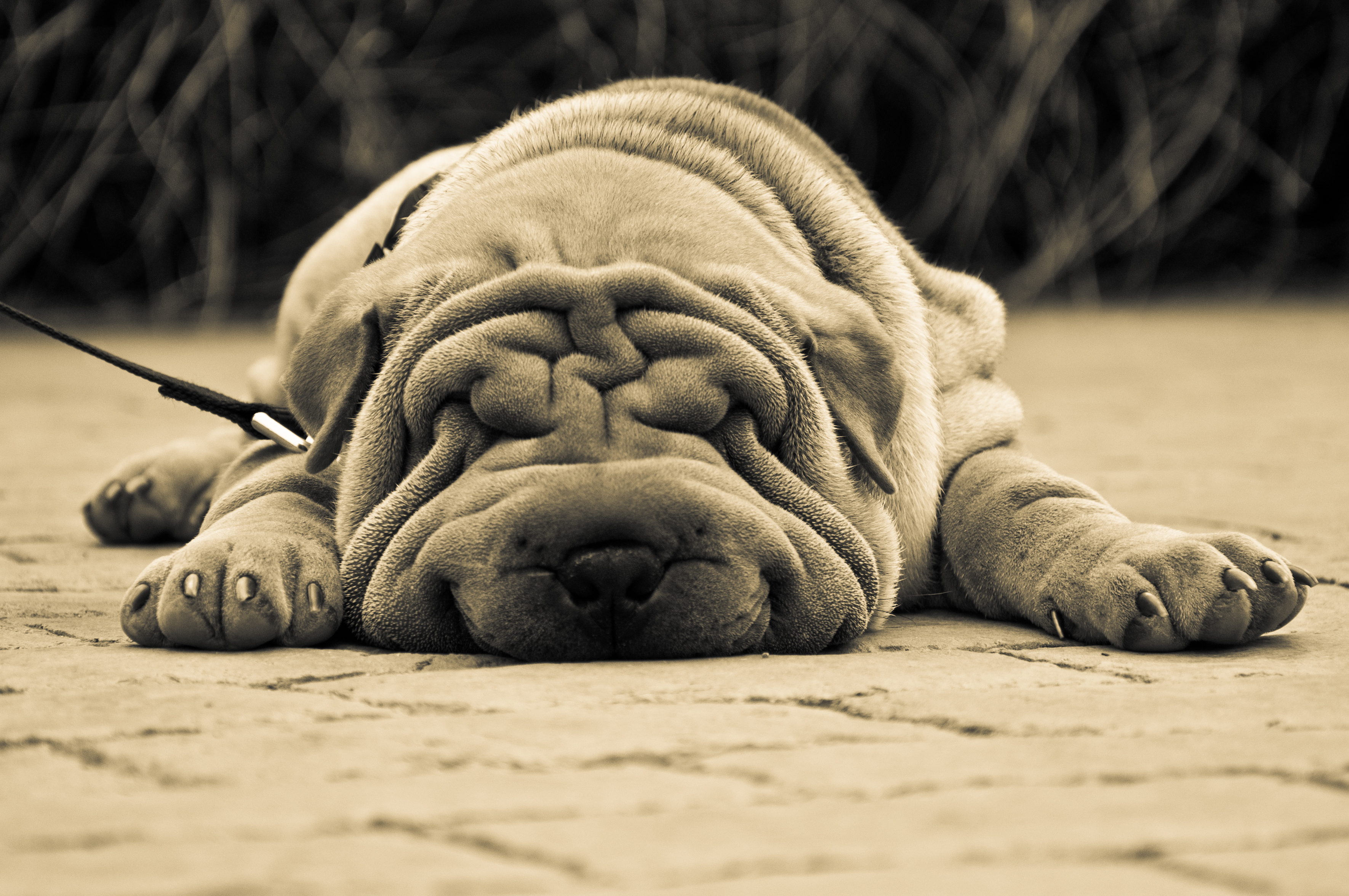 a tired, wrinkly dog